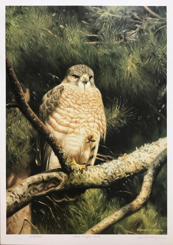 Claudio D'angelo Artist Hand-signed Limited Edition Lithograph: "BROAD WINGED HAWK" Claudio D'angelo Artist Hand-signed Limited Edition Lithograph: "BROAD WINGED HAWK"