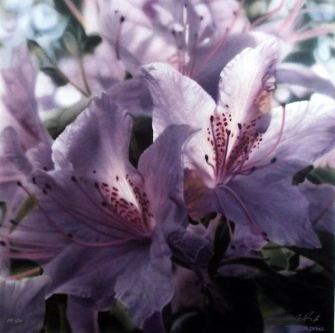 Colin Bogle Printer Proof:"Fleur De Lumiere"