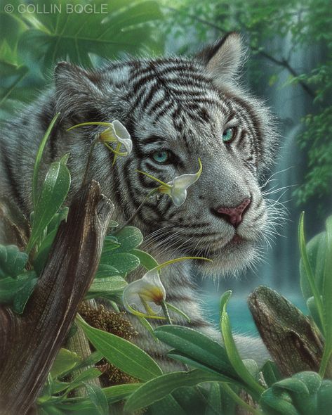 Collin Bogle Artist Signed Canvas Giclee:"White Tiger of Eden"