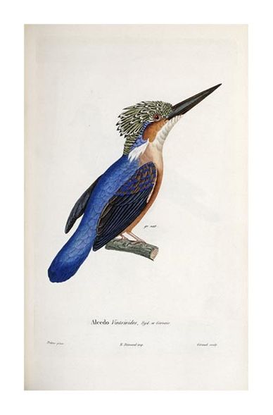 Cyrille Pierre Theodore Laplace Fine Art Open Edition Giclée:"Malagasy Kingfisher"