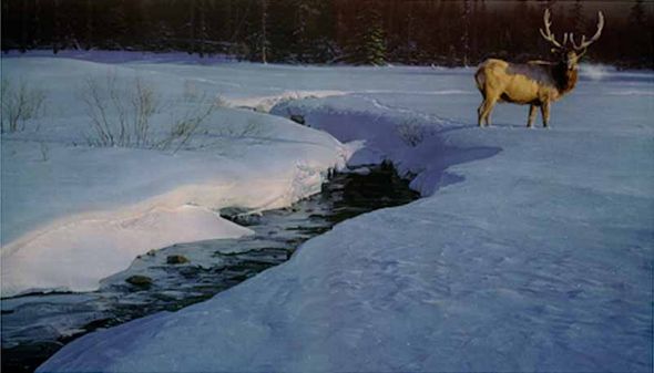 DANIEL SMITH 14X24 Secondary Market Art: "SOLITARY TRACKS AP"