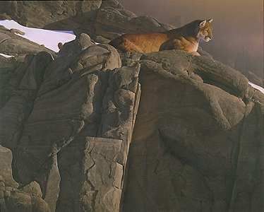 Daniel Smith Hand Signed and Numbered Limited Edition Print:"Canyon Outpost - Cougar"