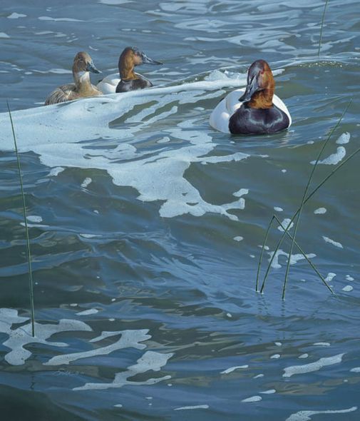 Daniel Smith Handsigned and Numbered Limted Edition Print:"On the Rise - Canvasbacks"
