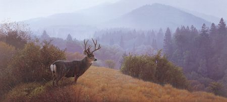 Daniel Smith Handsigned & Numbered Limited Edition :" Autumn Haze-Mule Deer"