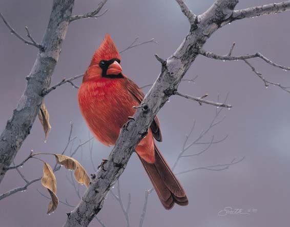 Daniel Smith Limited Edition Print:"Hot Shot-Cardinal"