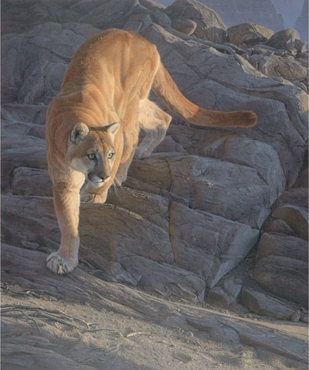 Daniel Smith Artist Signed Limited Edition Print:"Silent Pursuit"