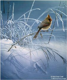 Daniel Smith Limited Edition Print:"Snow Song"