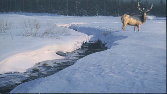 Daniel Smith Limited Edition Print:"Solitary Tracks"