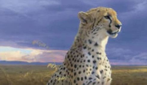 Daniel Smith Signed and Numbered Limited Edition  Lithograph: "African Tempest Cheetah"