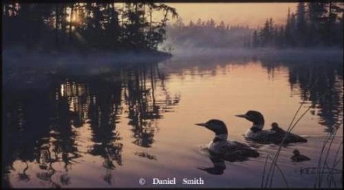 Daniel Smith Signed and Numbered Limited Edition Lithograph: "Echo Bay Loon"