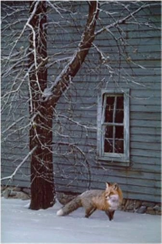 Daniel Smith Signed and Numbered Limited Edition  Lithograph: "Silent Foot Steps-Red Fox"