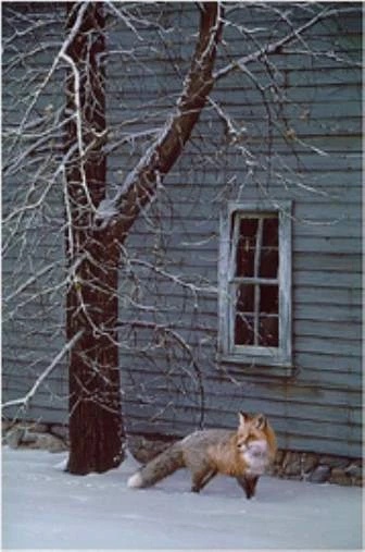 Daniel Smith Signed and Numbered Limited Edition  Lithograph: "Silent Foot Steps-Red Fox"