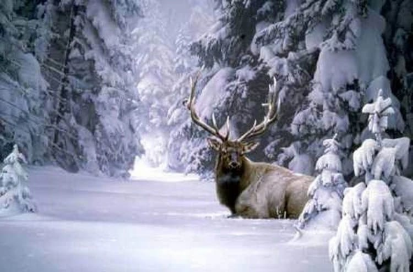 Daniel Smith Signed and Numbered Limited Edition Paper: "Cloak Of Winter"