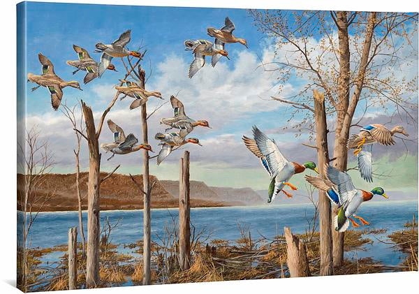 David A. Maass 24x36 Gallery Wrap Canvas:"Wild Wings on the Upper Missippi"