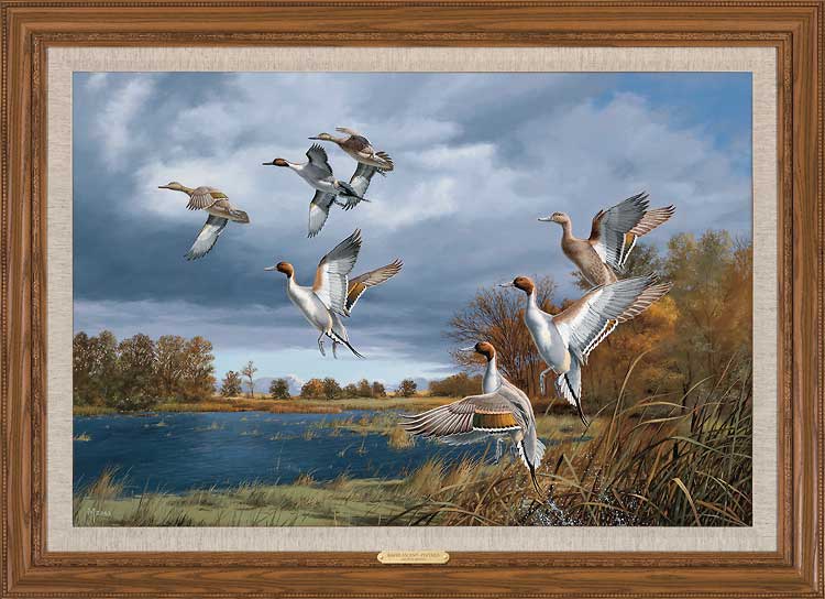 David A. Maass Framed Limited Edition Canvas: "Rapid Ascent-Pintails"