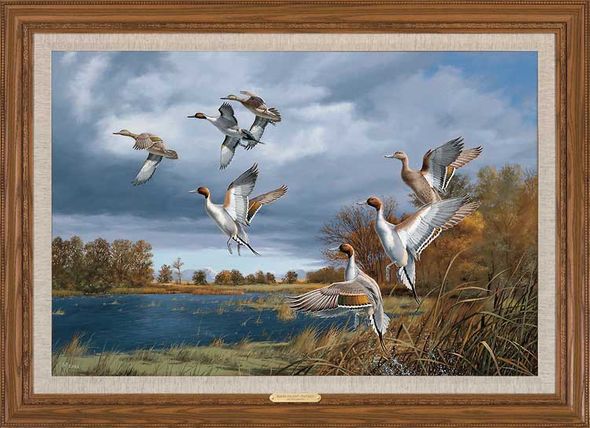 David A. Maass Framed Limited Edition Canvas: "Rapid Ascent-Pintails"