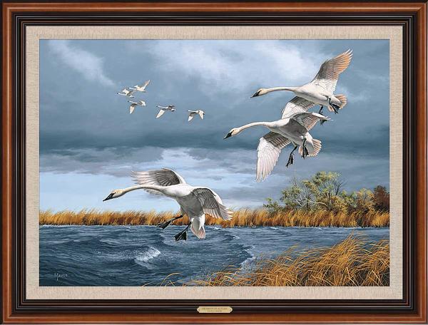 David A. Maass Framed Limited Edition Canvas: "Trumpets of Autumn-Swans"