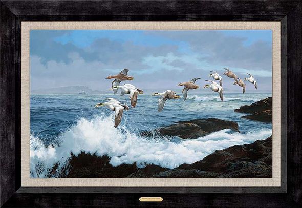 David A. Maass Framed Limited Edition Canvas: "Working the Ledges-Eiders"