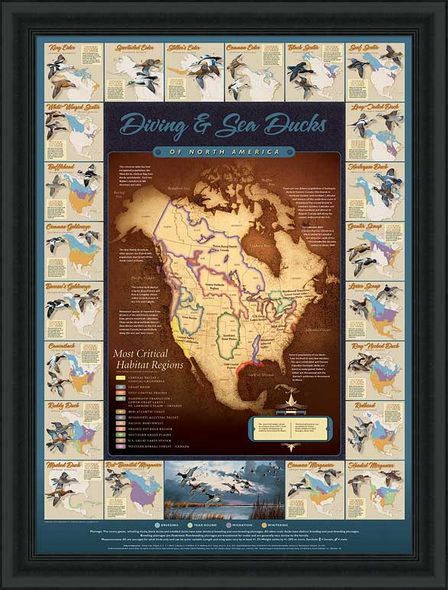 David A. Maass Hand Signed and Numbered Limited Edition Framed Poster: "Migration Map; Diving and Sea Ducks"