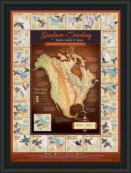 David A. Maass Hand Signed and Numbered Limited Edition Framed Poster: "Migration Map; Surface Feeding Waterfowl"