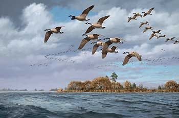 David A. Maass Hand Signed and Numbered Limited Edition Premiere Canvas Giclee: "Eastern Shore-Canada Geese"