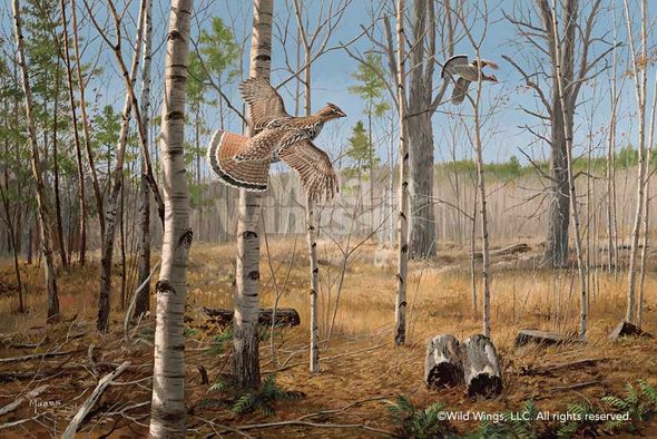 David A. Maass Handsigned and Numbered Limited Edition Print: "Grouse Meadow-Ruffed Grouse"