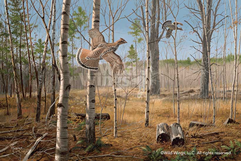 David A. Maass Handsigned and Numbered Limited Edition Print:"Grouse Meadow-Ruffed Grouse"