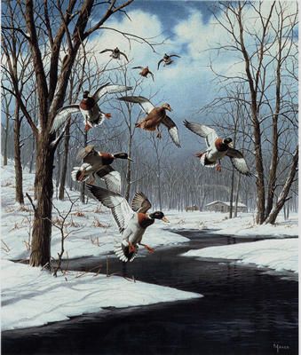 David A. Maass Limited Edition Print: "Winter Wonder-Mallards"
