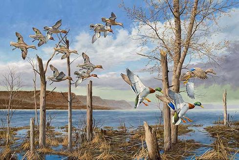 David A. Maass 24x36 Gallery Wrap Canvas:"On the Upper Mississippi-Mallards and Green-winged Tea"