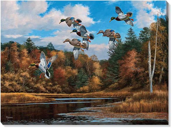 David A. Maass Oversize Open Edition Gallery Wrapped Canvas Giclee: "The Backwaters - Mallards"