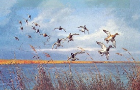 DAVID A MAASS  Secondary Market Art: "JIMMYS POINT BLUEBILL"