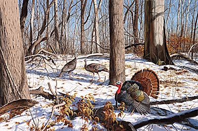 David Maas Limited Edition Print: "Early Spring - Wild Turkeys"