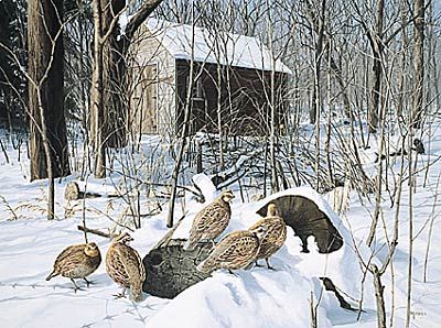 David Maas Limited Edition Print: "Winter Shelter - Bob White"