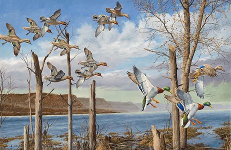 David Maass Limited Edition Print:"Wild Wings on the Upper Mississippi"