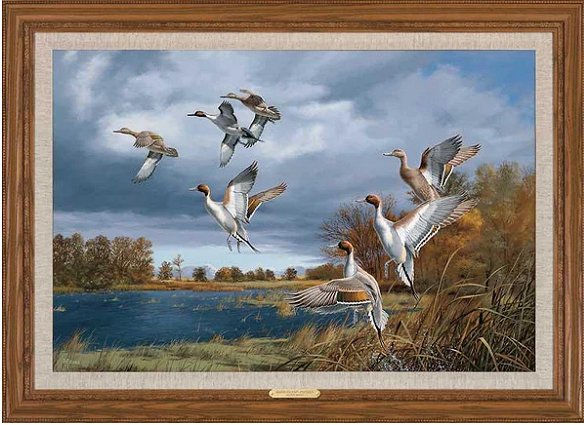 David Maass Framed Canvas Limited Edition:"Rapid Ascent-Pintails"