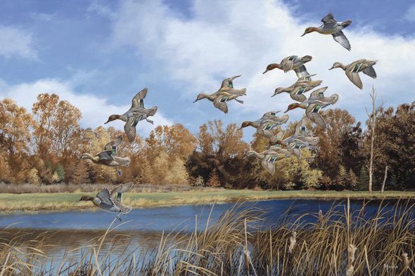 David Maass Hand Signed & Number Limited Edition:"Swift Approach - Green Winged Teal"