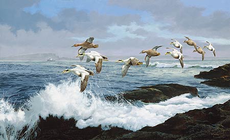 David Maass Handsigned & Numbered Limited Edition Canvas:"Working the Ledges-Eiders "