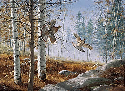 David Maass Limited Edition Print:"A Morning Double-Ruffed Grouse"