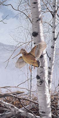 David Maass Limited Edition Print:"Climbing High-Woodcock"