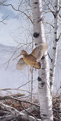 David Maass Limited Edition Print:"Climbing High-Woodcock"