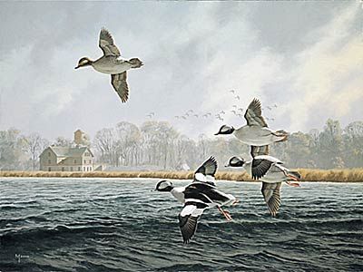 David Maass Limited Edition Print:"Lake Minnetonka-Buffleheads"