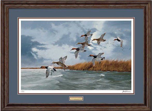David Maass Framed Print-Signed and Numbered:"Silver Bullets-Canvasbacks"
