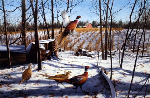 David Maass Print-Signed and Numbered:"Startled Ringnecks"