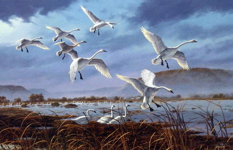 David Maass Print-Signed and Numbered:"Weaver Bottoms-Tundra Swans"