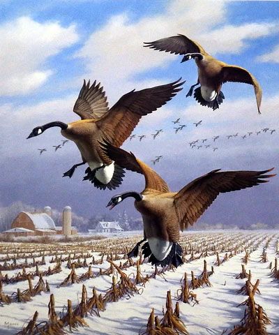 David Maass Print-Signed and Numbered:"Winter Wonder-Canada Geese"