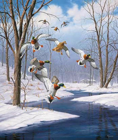 David Maass Print-Signed and Numbered:"Winter Wonder Mallards Art Print"