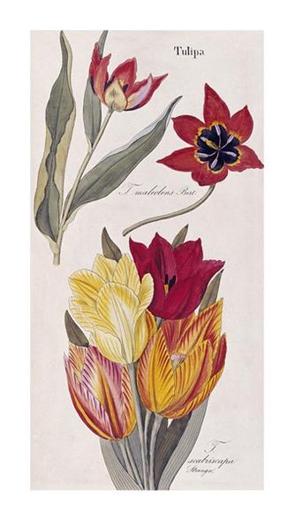 David Nathaniel Dietrich Fine Art Open Edition Giclée:"Tulips - Flora Universalis"
