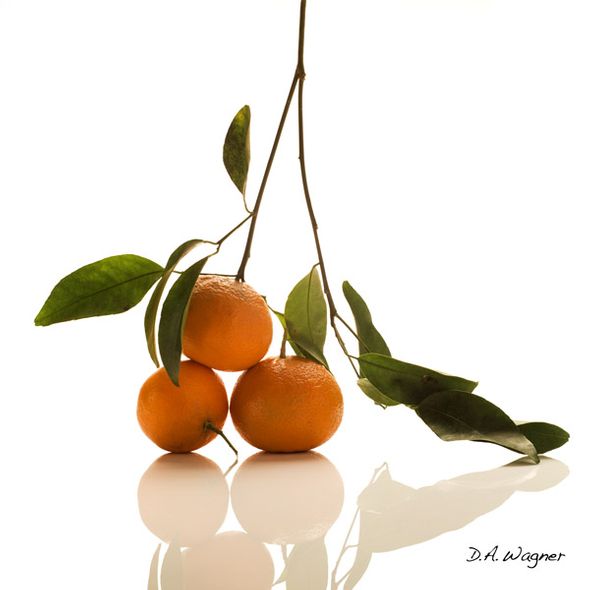 David Wagner Artist Hand Signed Open Edition Gallery Wrap Canvas Giclee: "Mandarin Oranges"