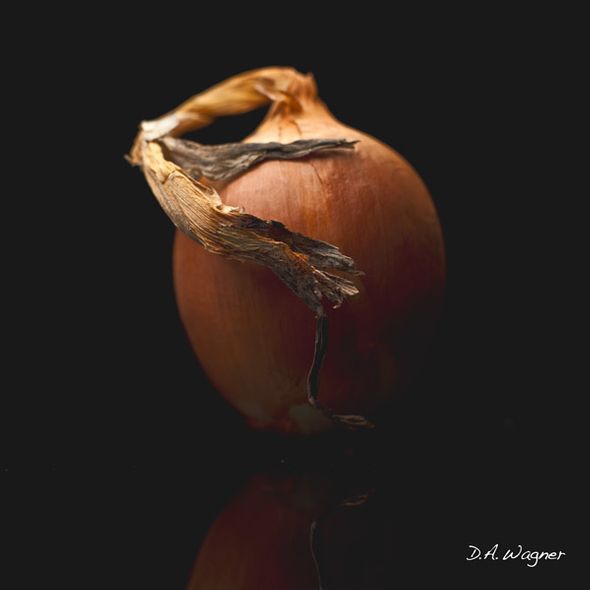 David Wagner Artist Hand Signed Open Edition Gallery Wrap Canvas Giclee: "Onion"