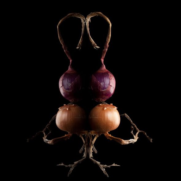 David Wagner Artist Hand Signed Open Edition Gallery Wrap Canvas Giclee: "Onion Mirror"
